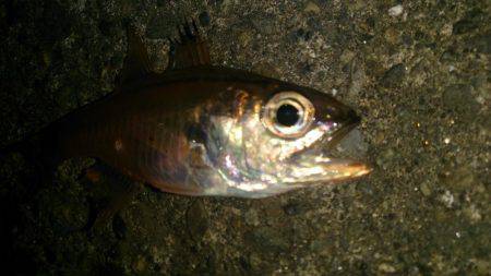 爆風で釣りにくい