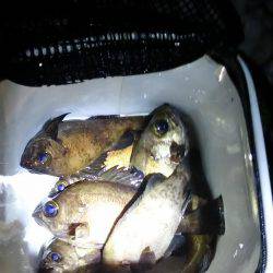 群れ小さいのかな