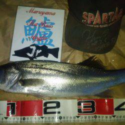 兵庫県円山川河口！！朝マズメ！