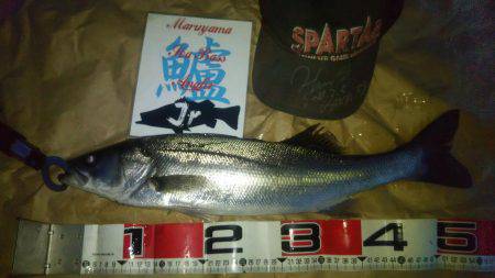 兵庫県円山川河口！！朝マズメ！