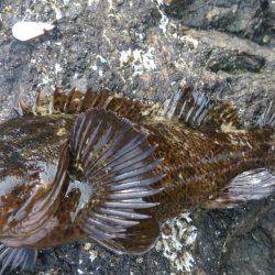 モンスター級出現!?