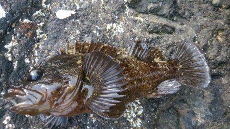 モンスター級出現!?