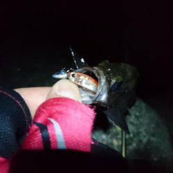 メバリング 初釣果