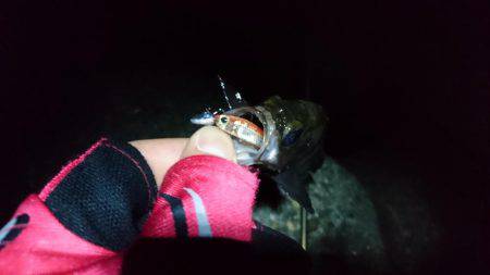 メバリング 初釣果