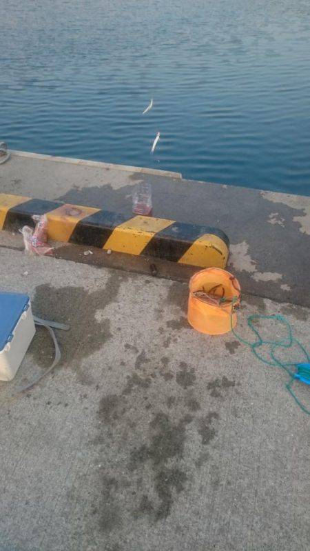 ひさびさのサビキ