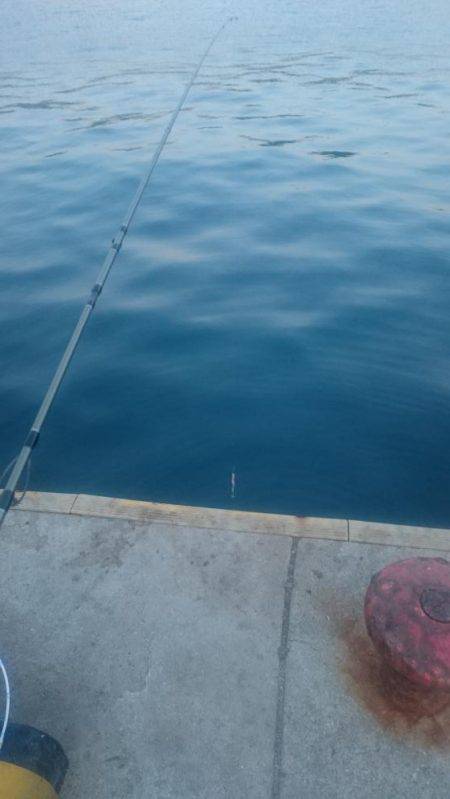 シェアジギング