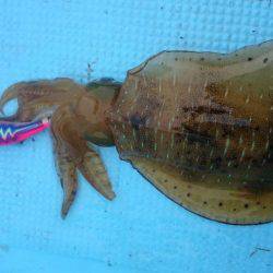 初めてのボートエギング