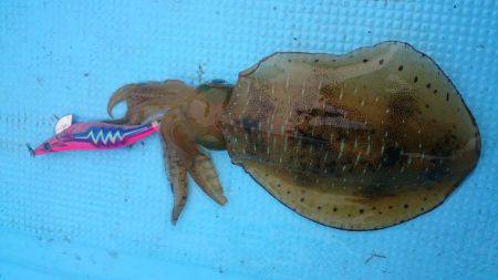 初めてのボートエギング