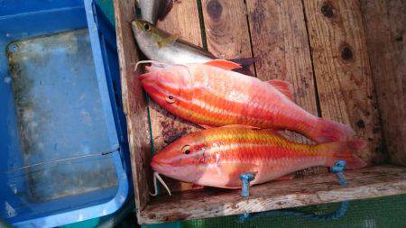 和歌山でイサキ狙い!