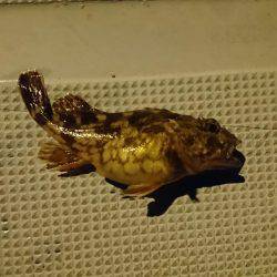 胴突きで根魚釣り