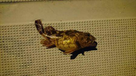 胴突きで根魚釣り