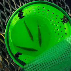 とっとパークで小アジと中羽(マイワシ)