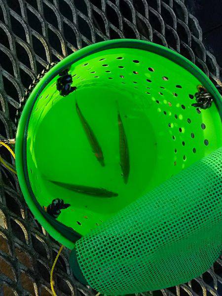 とっとパークで小アジと中羽(マイワシ)