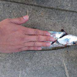 今年初タチウオ