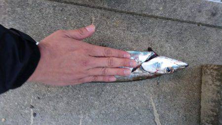 今年初タチウオ