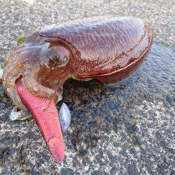 敦賀の春イカ(甲)