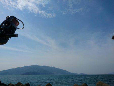 コウイカ絶好調?