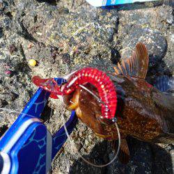 越前ショアジギングで根魚