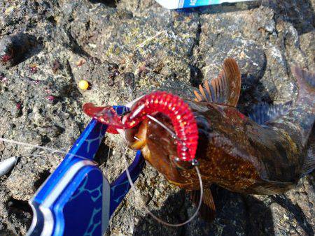 越前ショアジギングで根魚