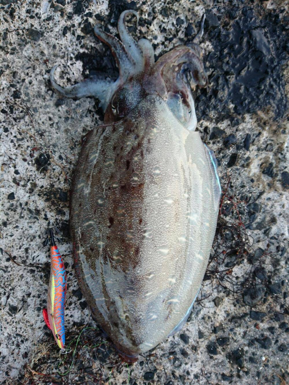 エギング コウイカ 福井県 春の開幕時期17年投稿記事まとめ カンパリプラス