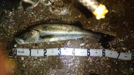 春のシーズンイン