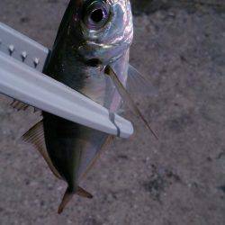 ♪ウキのダンシング♪