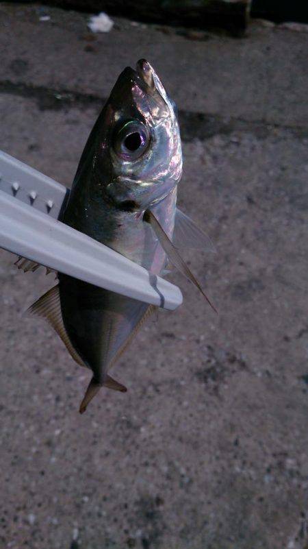 ♪ウキのダンシング♪