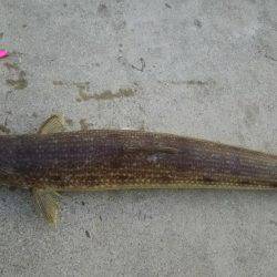 夕間づめのみの釣行