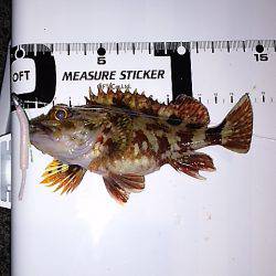 ただ巻きよりリアクション