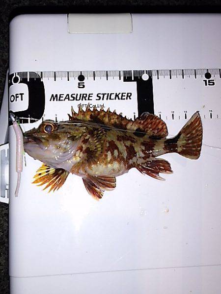 ただ巻きよりリアクション