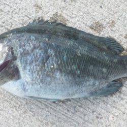 ファミリーフィッシング