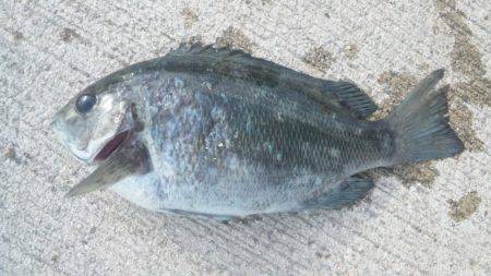 ファミリーフィッシング