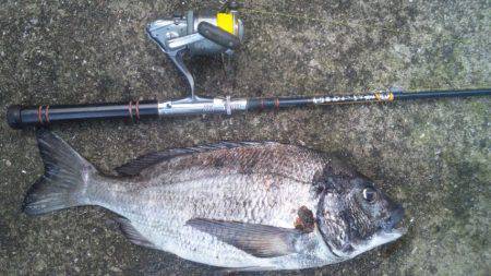 思わぬ大物！！