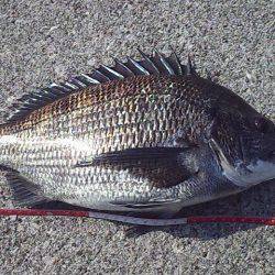 初のっこみチヌ