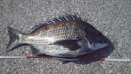 初のっこみチヌ