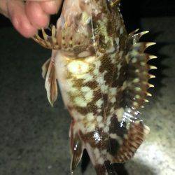 ど貧果ですが…