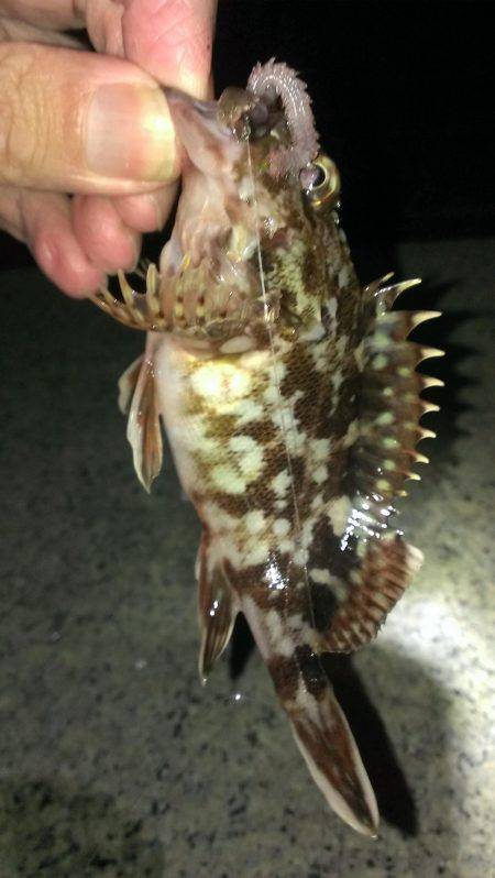 ど貧果ですが…