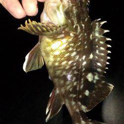 夜通しガシラ釣り