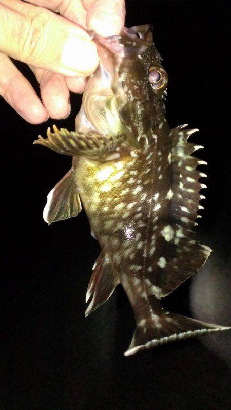 夜通しガシラ釣り