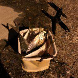 アジング釣行記