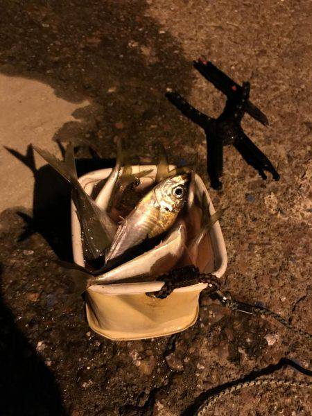 アジング釣行記