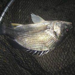 今シーズン初チニング♪初フィッシュ♫