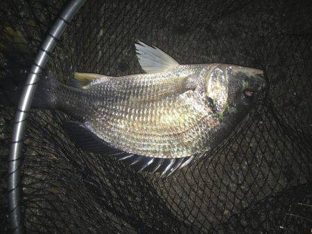 今シーズン初チニング♪初フィッシュ♫