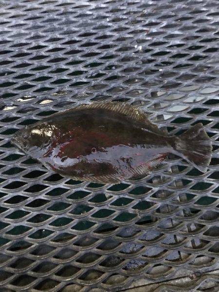 平目を求めて！