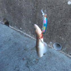 エソゲーム炸裂‼︎