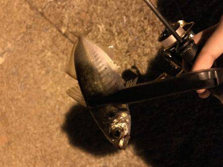 アジング釣行記