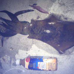 久々のエギング