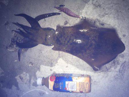 久々のエギング