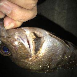 仕事終わりメバリング