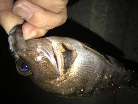 仕事終わりメバリング